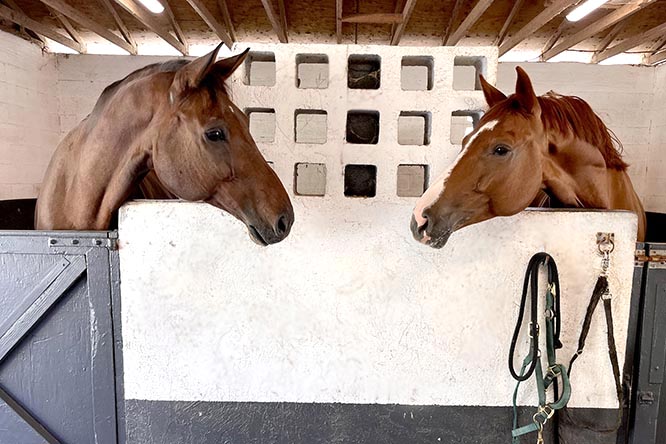 Horses in Stalls