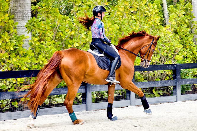 Dressage Rider