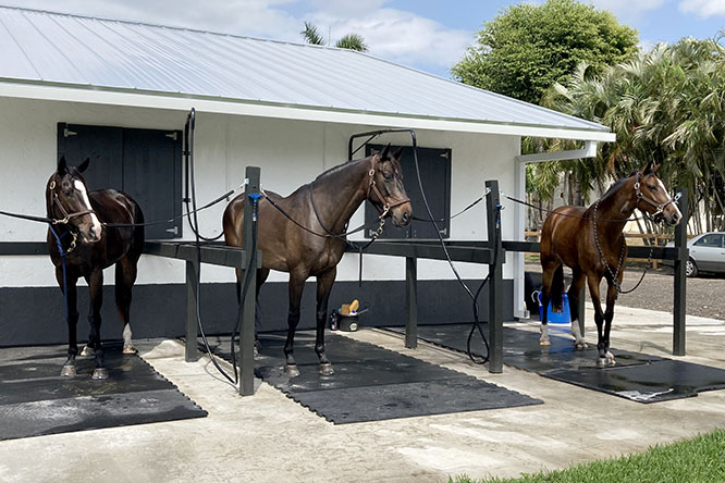 Top Gallant Farms Horses
