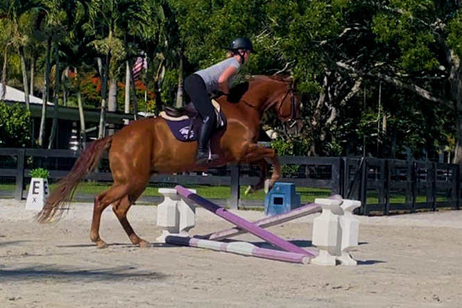 Top Gallant Farms Horses