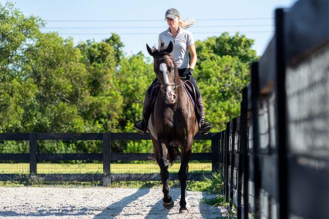 Top Gallant Farms Horses