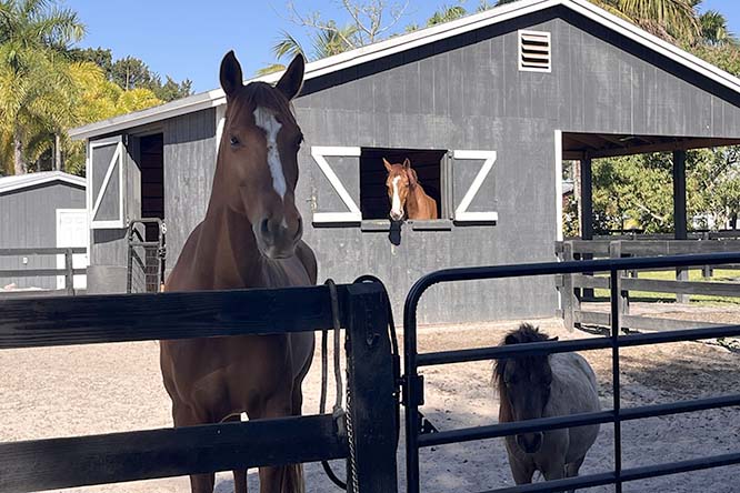 Top Gallant Farms Horses