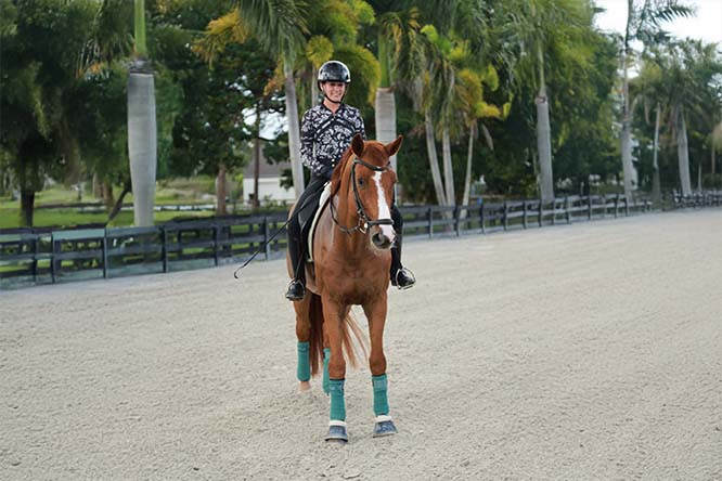 Top Gallant Farms Horses