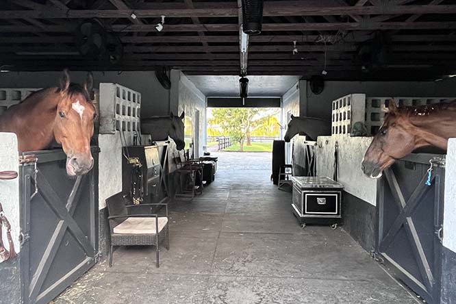 Top Gallant Farms Horses