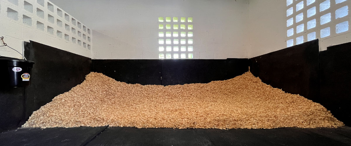 Spacious, well-ventilated horse stall with premium bedding and secure doors